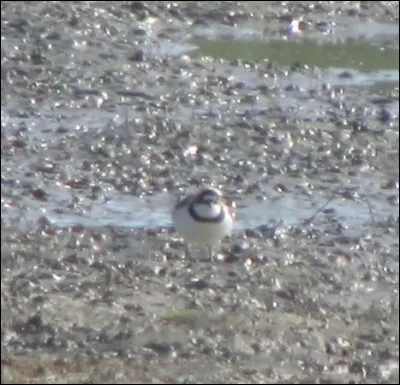 Quelle est cette espèce ?