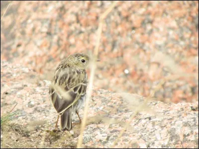 Quelle est cette espèce ?