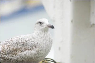 Quelle est cette espèce ?