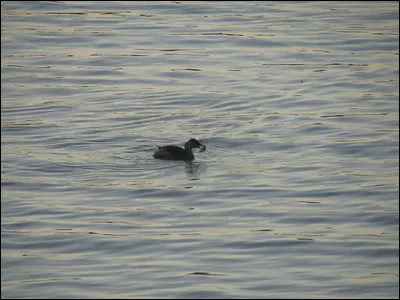 Quelle est cette espèce ?