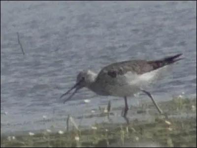 Quelle est cette espèce ?