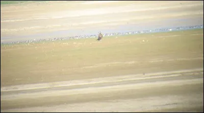 Quelle est cette espèce ?
Quel âge l'oiseau a-t-il ?