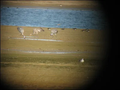 Quel âge la Grue cendrée du milieu a-t-elle ?