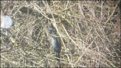 Quelle est cette espèce ?