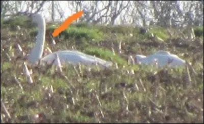 Quelle est cette espèce ?