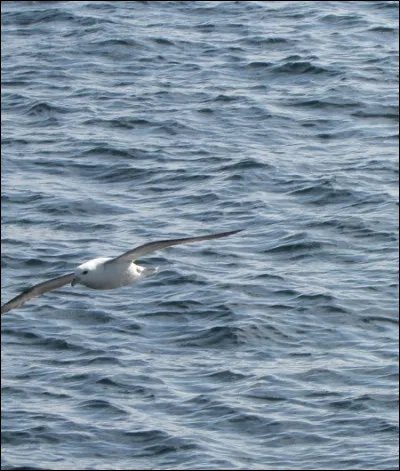 Quelle est cette espèce ?