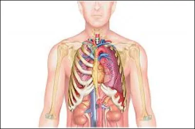 Chez l'humain, lequel de ces organes n'est pas vital ?