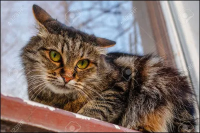 Le record d'âge d'un chat est de 21/22 ans.