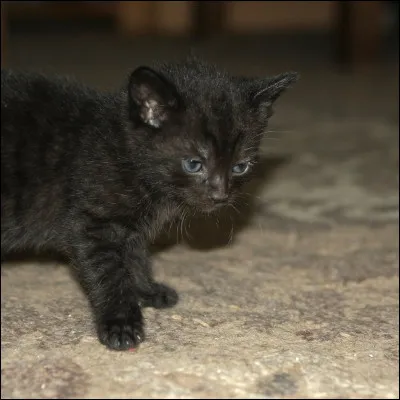 Il parait que quand on croise un chat noir dans la rue le soir, ça porte malheur.