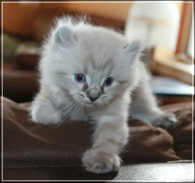 Le petit du chat s'appelle le chaton.