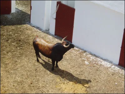 Dans la liturgie protestante, quel nom porte le chant à une voix ?