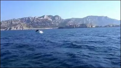 Pendant la période de confinement, des mammifères marins ont été observés dans le parc national des Calanques. Lesquels ?