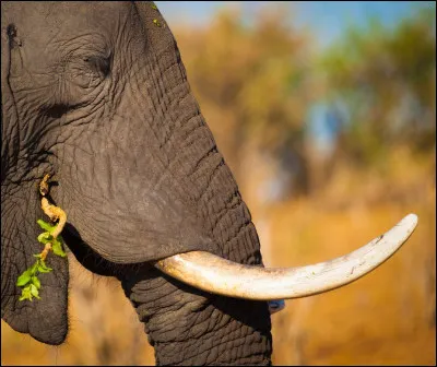 Quel est l'emblème de la Côte d'Ivoire ?