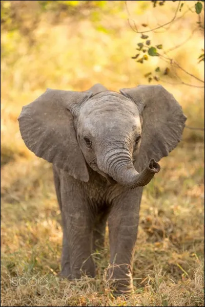 Quel est l'éléphant le plus grand ?
