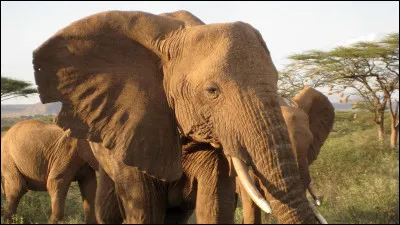 Quel est le point commun de tous les éléphants ?