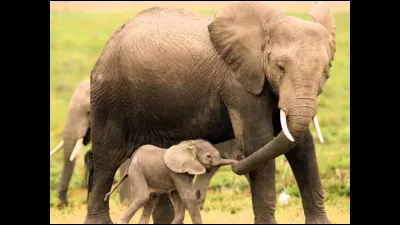 Comment appelle-t-on une famille d'éléphants ?