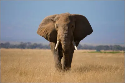 De quelle matière précieuse sont constituées les défenses ?