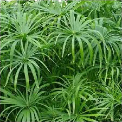 Quelle est la plante, &eacute;cras&eacute;e en feuilles, qui sert de "papier" aux &Eacute;gyptiens ?