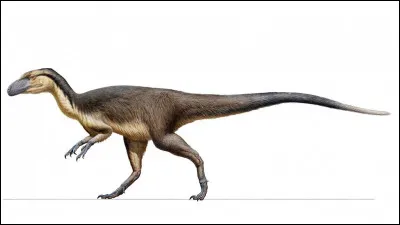 Dans une série de dessins animés, quel est le nom du petit dinosaure à long cou qui vit avec ses amis Céra et Pétrie dans la Vallée des Merveilles ?