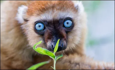 Quel genre d'animaux aimes-tu ?