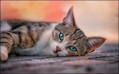 À l'époque où Rusty va dans la forêt, lesquels de ces chats sont des chefs ? (De tous les clans)