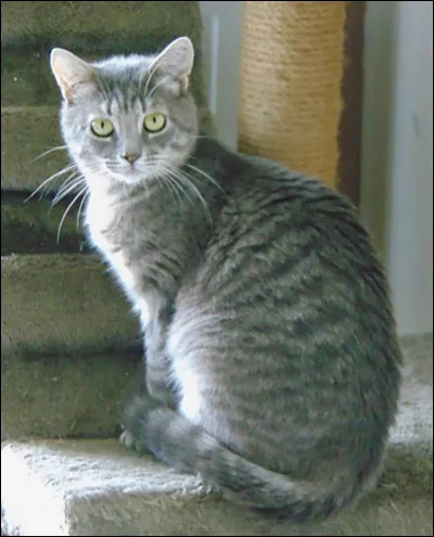 Qui est l'apprenti de Plume Grise ?