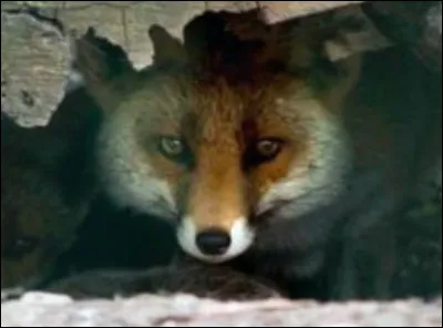 Comment s'appelle sa ''maison'' ?