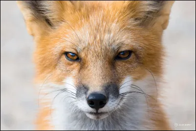 Que fait-il quand il crie ?