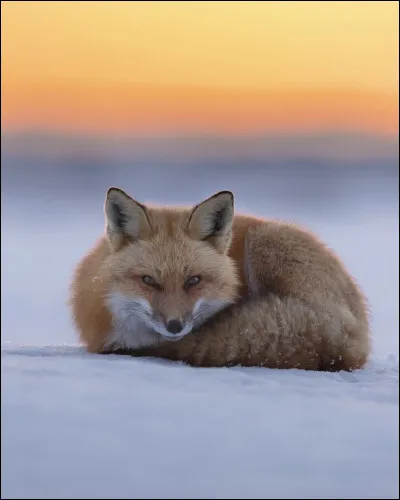 De quelle maladie les renards sont-ils vecteurs ?