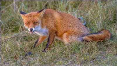 Jusqu'à quel âge maximum les renards roux peuvent-ils vivre ?