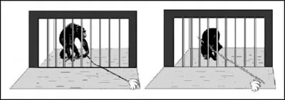 Qui a fait une expérience sur le problème de détour en 1924 ?