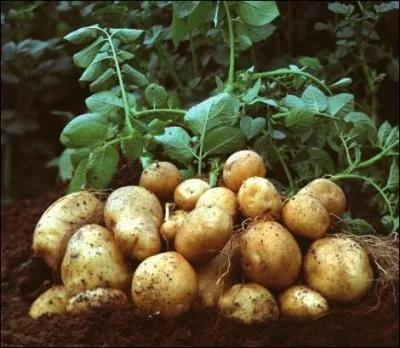 Qui commercialise la nouvelle patate OGM ?