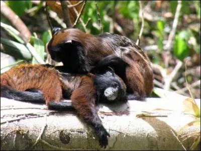 Les tamarins aident  reboiser la fort amazonienne. Comment ?