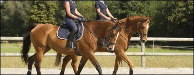 La détente avant la compétition...