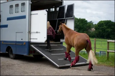 Pour te préparer au voyage en trailer, on doit te mettre une couverture, les bandes de repos, plus le pansage...