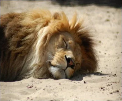 Quel groupe interprète a capella ''Le lion est mort ce soir'' ?
