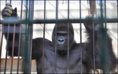 Qui chantait ''Le Gorille'' dont le thème est une opposition à la peine de mort ?