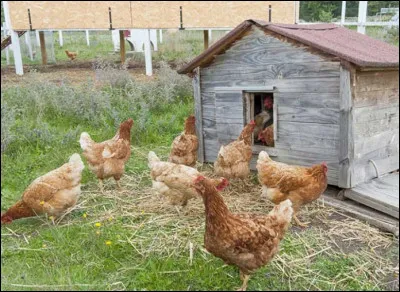 Qui est l'auteur-interprète de ''Poulaillers' Song'' ?