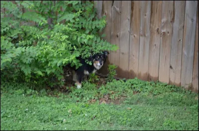 Quel est le nom du chien de la chanson de Nino Ferrer ?