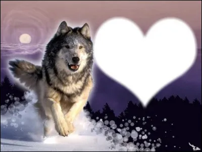 Quel chanteur avait un ''Cur de loup'' en 1989 ?