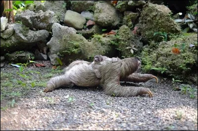 Le paresseux va plus vite :