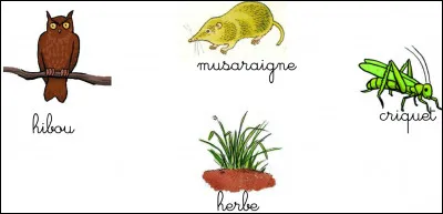 Quel est le premier maillon de la chaîne alimentaire ?