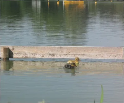 Quelle est cette espèce ?
Quel âge a l'oiseau ?