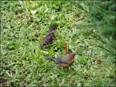 Quelle est cette espèce ?
Quel âge a l'oiseau ?
