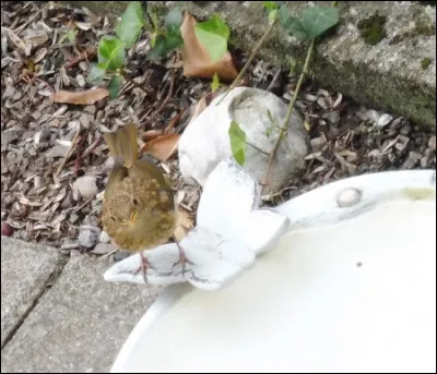 Quelle est cette espèce ?
Quel âge a l'oiseau ?