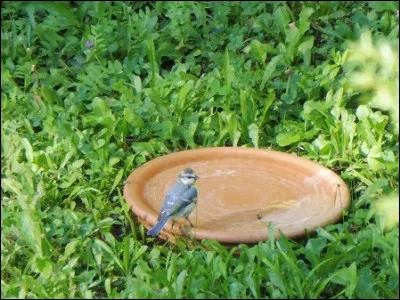 Quelle est cette espèce ?
Quel âge a l'oiseau ?