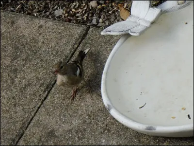 Quelle est cette espèce ?
Mâle ou femelle ?