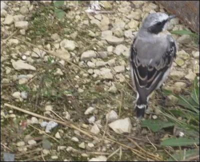 Quelle est cette espèce ?
Mâle ou femelle ?