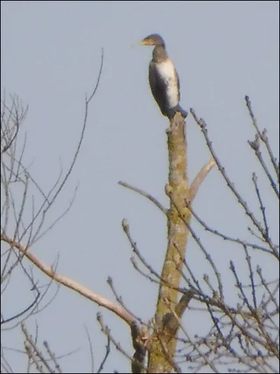 Quelle est cette espèce ?
Quel âge a l'oiseau ?