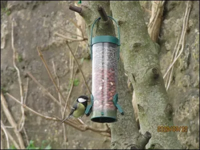 Quelle est cette espèce ?
Mâle ou femelle ?